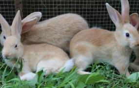 福建黄兔的生存环境-福建黄兔的外观特征
