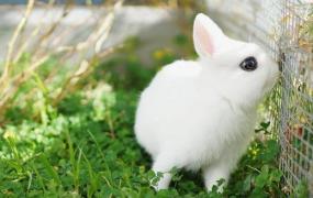荷兰侏儒兔怎么养？荷兰侏儒兔养殖方法