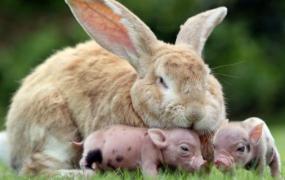 巨型格仔兔多少钱一只？