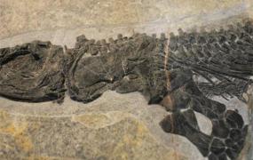 三叠纪化石种类和特点