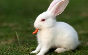 家兔有什么生活习性特征？