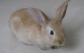 雷克斯兔的产地-雷克斯兔的外形特征