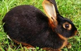 美国黄褐色家兔是什么品种的兔子？