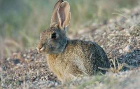 沙漠棉兔的简介-沙漠棉兔是什么品种？