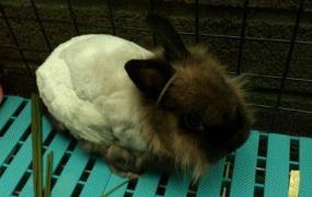 暹罗兔的生活习性-暹罗兔的寿命有多久？