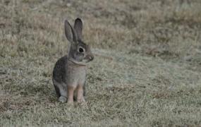 沙漠棉尾兔是怎样的？沙漠棉尾兔的简介