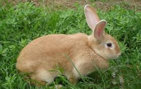 太行山兔多少钱能够买到？