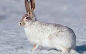 塔里木兔的特征和饲养方法