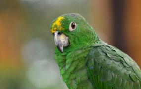 帝王亚马逊鹦鹉应该如何饲养？