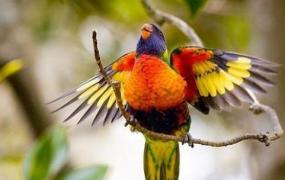 彩虹吸蜜鹦鹉的饲养方法 彩虹吸蜜鹦鹉的价格