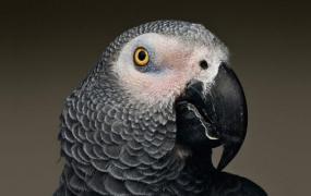 非洲灰鹦鹉的生活习性 非洲灰鹦鹉繁殖方法