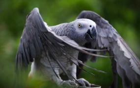 非洲灰鹦鹉的简介 非洲灰鹦鹉的外形特点