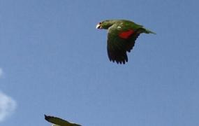紫冠亚马逊鹦鹉的简介 紫冠亚马逊鹦鹉的产地