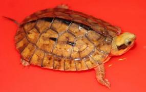 乌龟的生活习性 乌龟的寿命