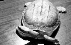 黄喉拟水龟的生活习性 黄喉拟水龟养殖方法
