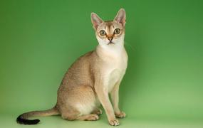 新加坡猫简介，新加坡猫价格，新加坡猫的寿命，新加坡猫的特征特点