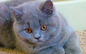 英国短毛猫简介，英国短毛猫价格，英国短毛猫的寿命，英国短毛猫的特征特点