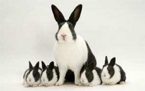 荷兰兔简介_荷兰兔价格_荷兰兔的寿命_荷兰兔的特征特点