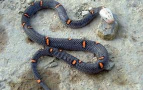 喜玛拉雅白头蛇简介_喜玛拉雅白头蛇价格_喜玛拉雅白头蛇的寿命_喜玛拉雅白头蛇的特征特点