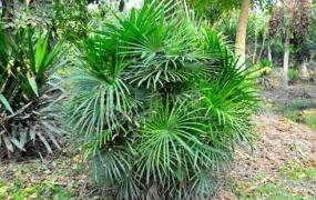 棕竹对家居环境的影响-棕竹的风水学应用