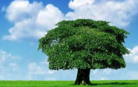 摇钱树的风水学应用-摇钱树的养殖方法
