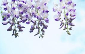 紫藤花的风水学应用-紫藤花在家居中的作用