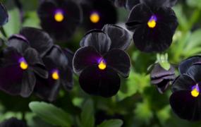 花色万紫千红 为何黑色植物稀有少见