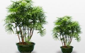 棕竹的养护技巧-棕竹的特征
