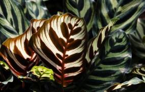 孔雀竹芋的简介-孔雀竹芋的养殖方法