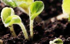 家中盆栽土壤消毒的方法