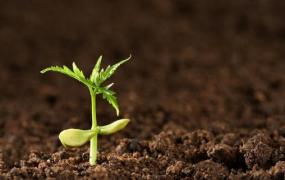 土壤肥料的选择方法 土壤肥料自制方法