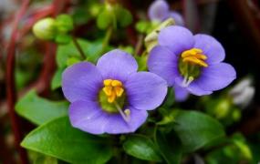 紫星花应该如何种植？