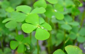 【幸运草】幸运草的种植方法，幸运草叶子代表的意义