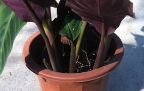 【紫背竹芋】紫背竹芋叶片变黄的五个原因，紫背竹芋的养护技巧