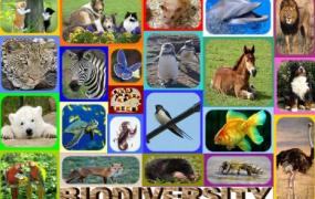5月22日是什么日子？国际生物多样性日的由来