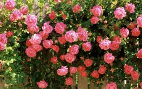 玫瑰颜色的秘密-玫瑰花的含义