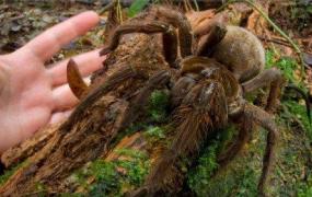 毛骨悚然！世界上最大的蜘蛛被发现