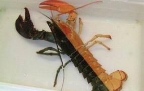 美国渔民捕获罕见奇特双色对称龙虾