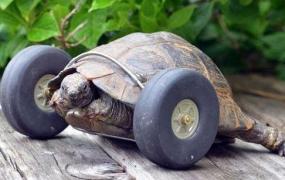 给90岁的乌龟装上一对轮子，让他跑起来？
