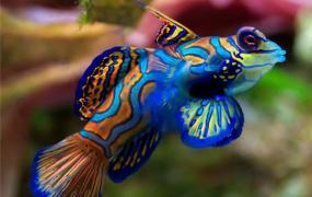 世界上最好看的鱼：青蛙鱼颜色五彩缤纷（极难人工饲养）