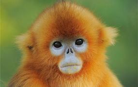 世界上最奇特的生物：珍稀动物金丝猴（一身金色毛发）