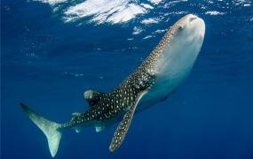 自然界最大的细胞：鲸鲨卵细胞最大（比足球还大）