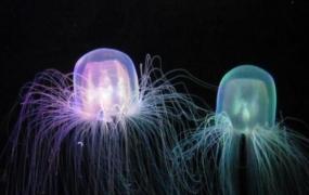 世界上毒性最强的水母:澳洲方水母，被蛰3分钟便死亡