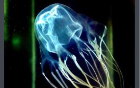 世界上毒性最强的动物: 澳洲方水母，有毒刺细胞5亿个
