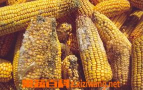 玉米变质什么样 玉米变质致癌是真的吗
