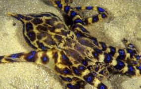 世界上毒性最强的章鱼:蓝环章鱼，咬一口致人死亡