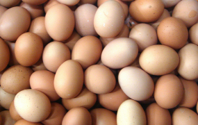 吃鸡蛋的常见误区有哪些