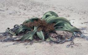 世界上最怪异的植物:千岁兰，在沙漠中活了千年