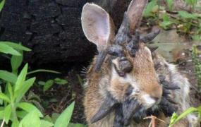 世界上最恐怖的兔子:肿瘤兔，脸上长满黑色肿瘤