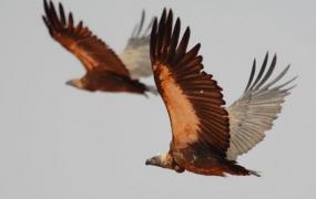世界上飞得最高的鸟:翅膀展开两米长(能飞上11300米高空)